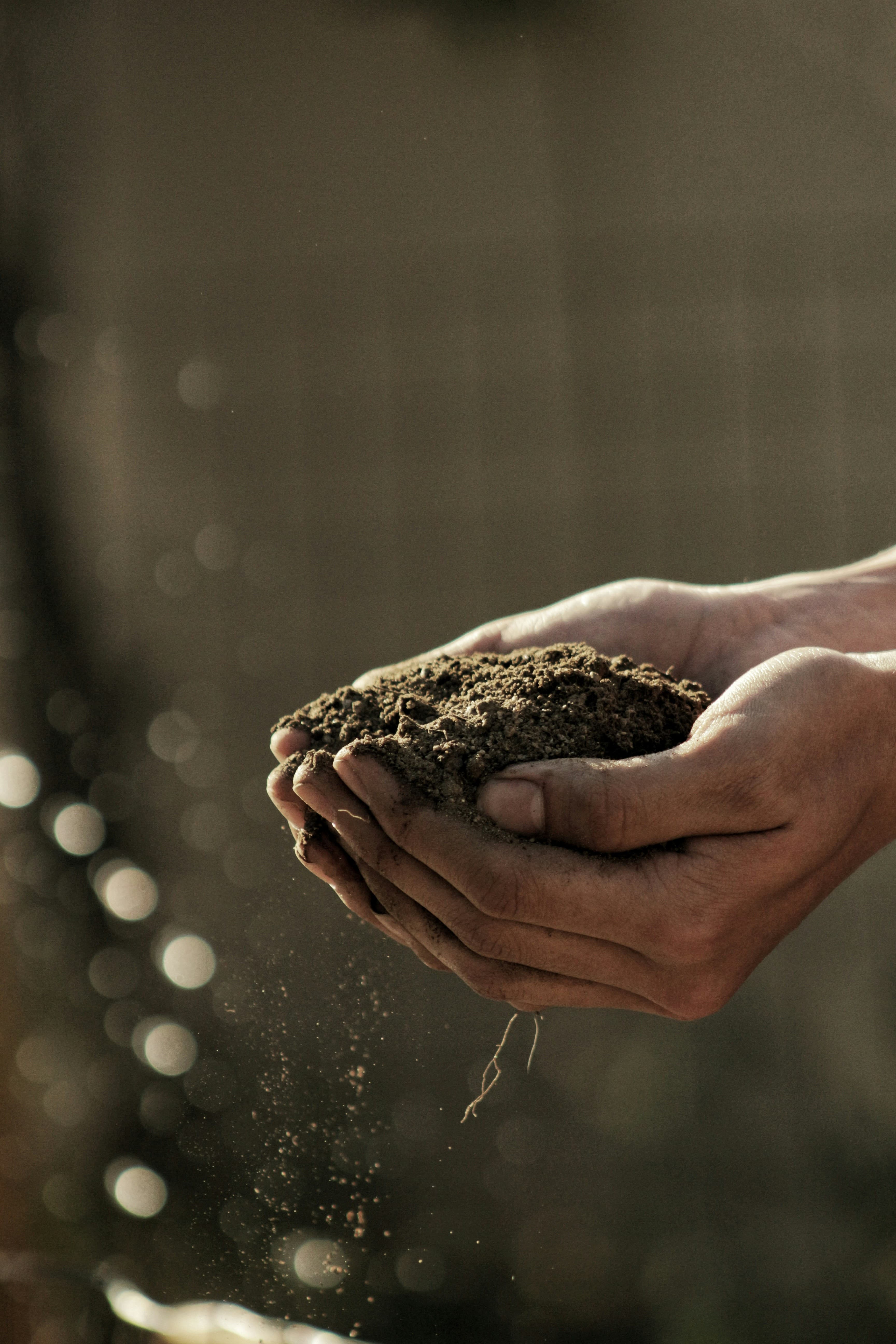 Hands carrying loose soil into a planting bed